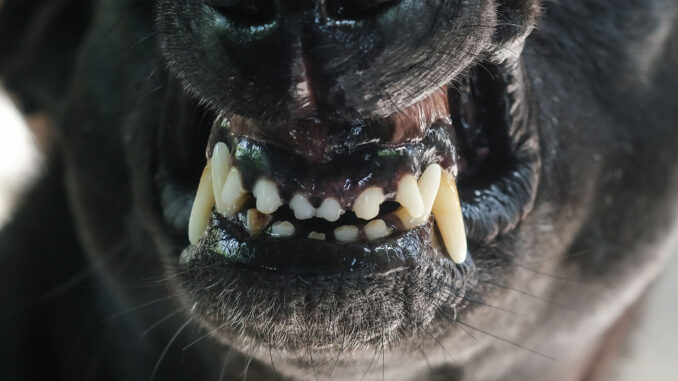 The teeth of the black dog baring its fangs.