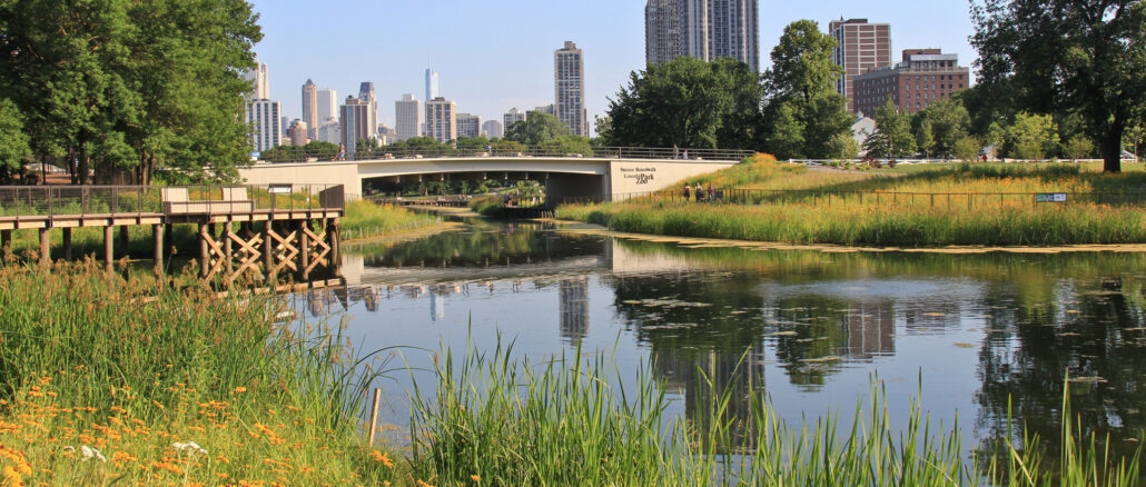 Landscape view of Lincoln Park Zoo showing black-eyed Susan flowers and tall grasses next to pretty pond, bridge, trees and Chicago skyline in back and reflecting in water.