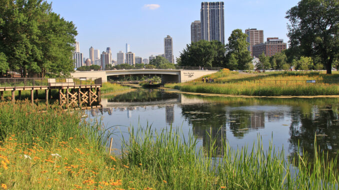 Landscape view of Lincoln Park Zoo showing black-eyed Susan flowers and tall grasses next to pretty pond, bridge, trees and Chicago skyline in back and reflecting in water.
